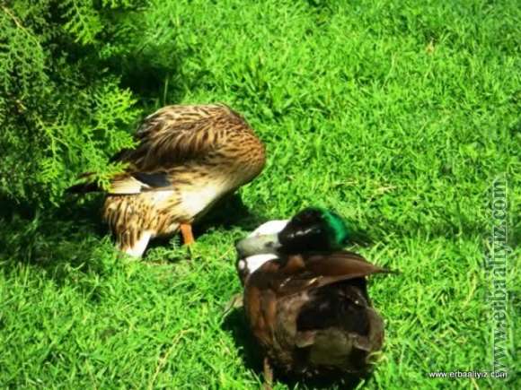 Ördekler - Erbaa Keklik ve Sülün Yetiştirme Çiftliği (İstasyonu)