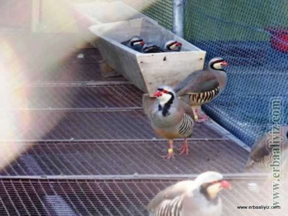 Kınalı Keklikler - Erbaa Keklik ve Sülün Yetiştirme Çiftliği (İstasyonu)