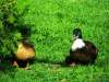 Ördekler - Erbaa Keklik ve Sülün Yetiştirme Çiftliği (İstasyonu)