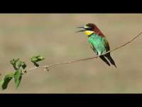 Arı Kuşu (Erbaa Organize Sanayi) (Merops apiaster - Rainbow bee-eater)